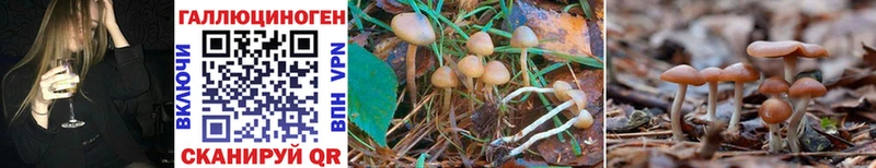 Купить Губкин Галлюциногенные грибы Cubensis
